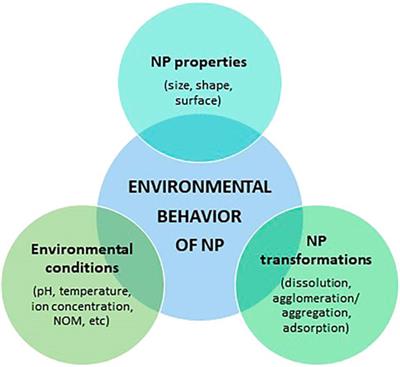 Building the Bridge From Aquatic Nanotoxicology to Safety by Design Silver Nanoparticles